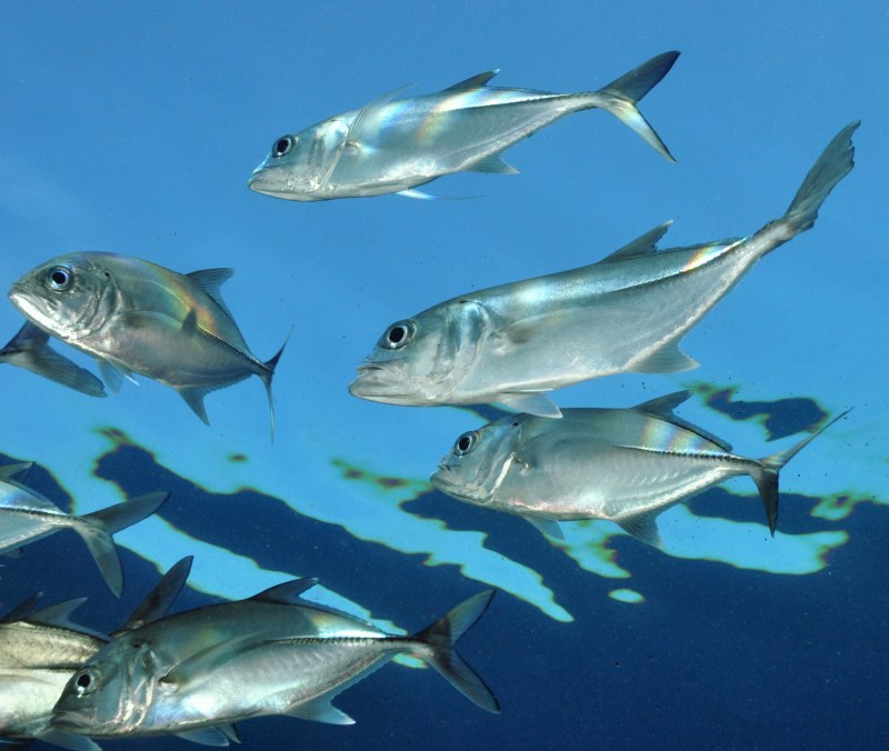 Giant Trevally рыба