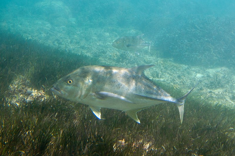 Giant Trevally рыба