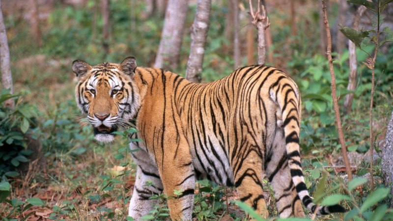 Индокитайский тигр (67 фото)