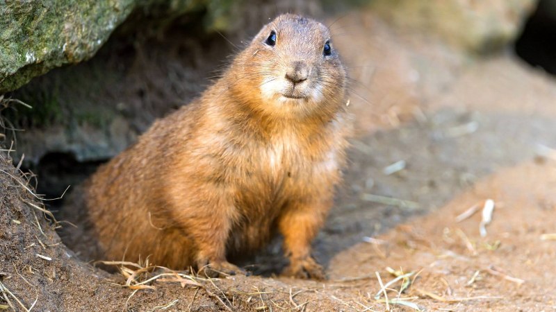 Spermophilus citellus