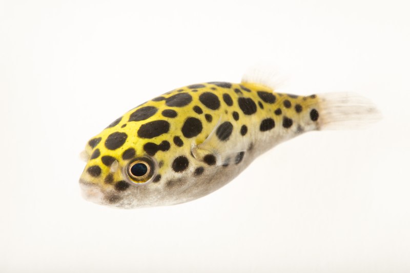 Tetraodon nigroviridis