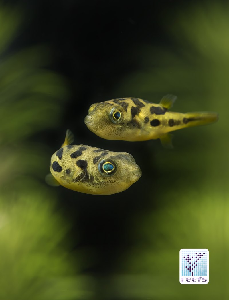 Tetraodon travancoricus