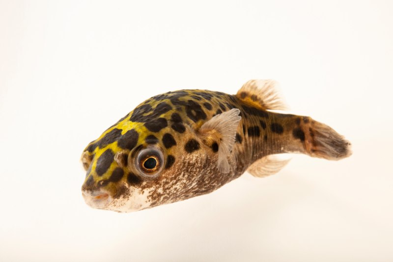 Tetraodon MBU