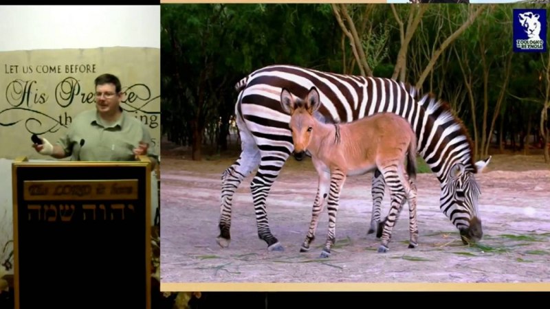 Donkey cock