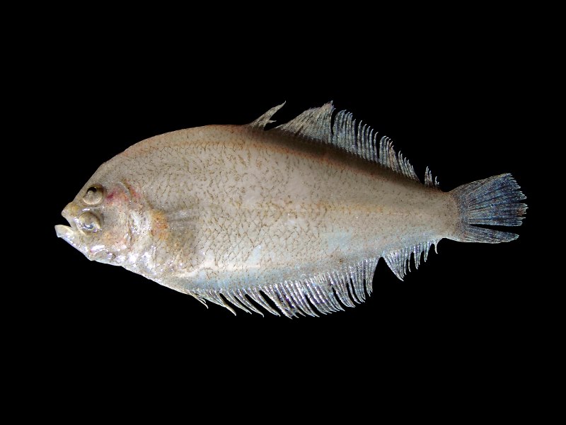 Морская камбала