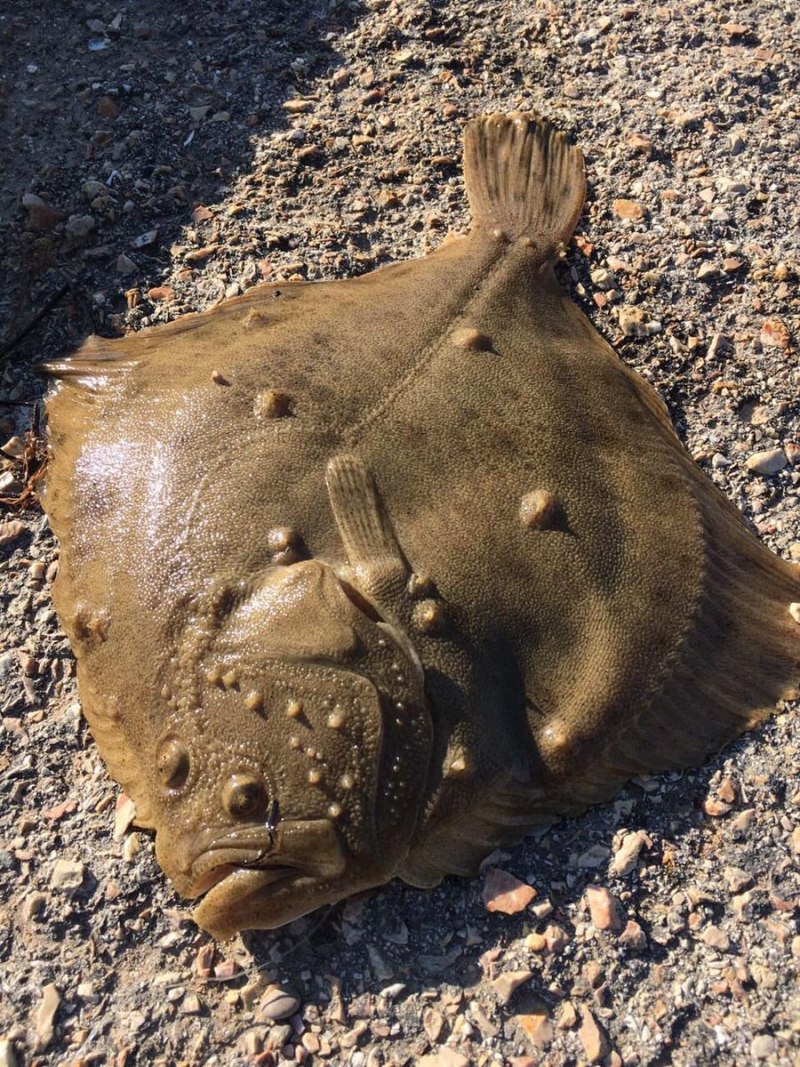 Морская камбала (pleuronectes platessa)