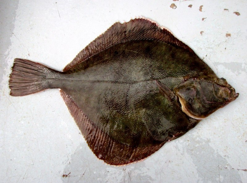 Морской ёрш камбала