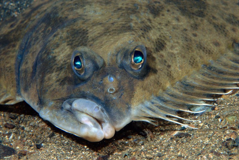 Камбала Средиземное море