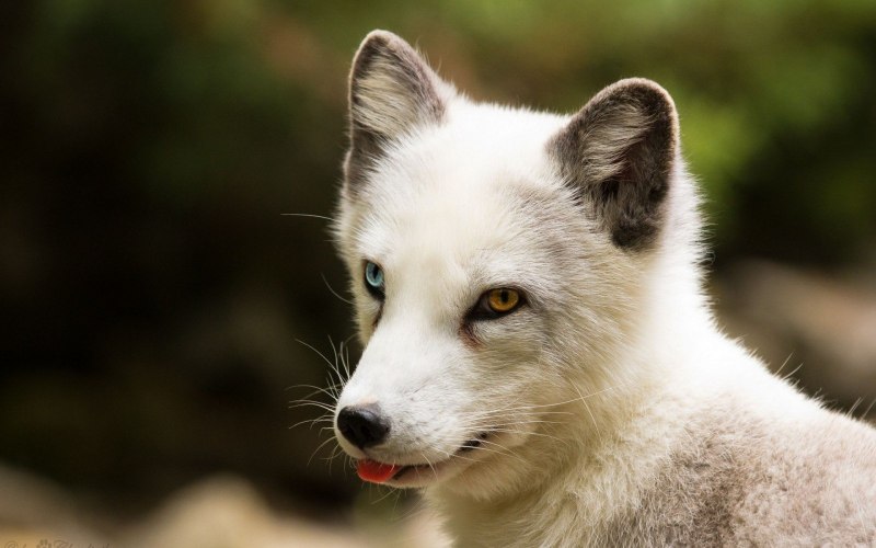 The White Fox