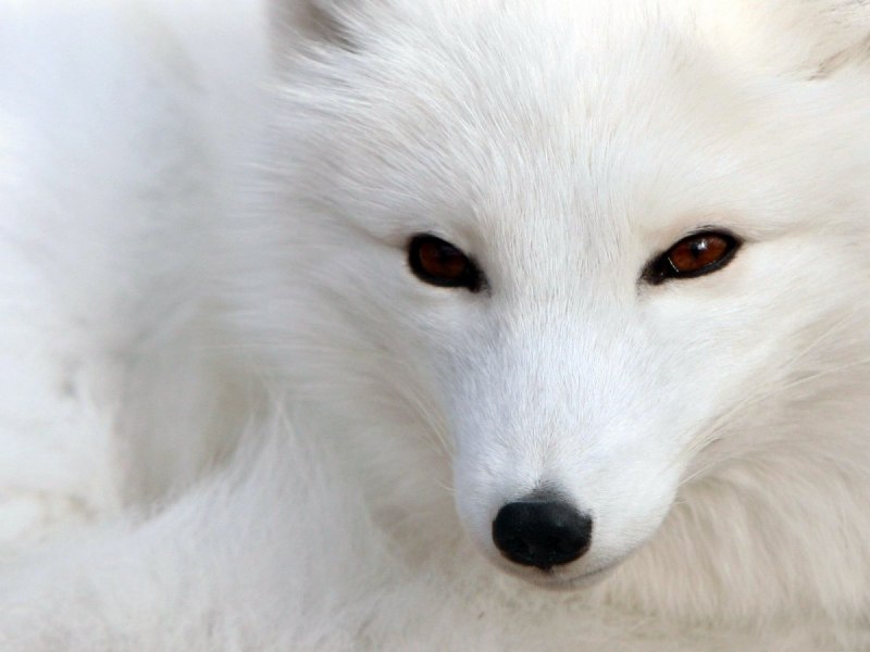 Arctic Fox Blue
