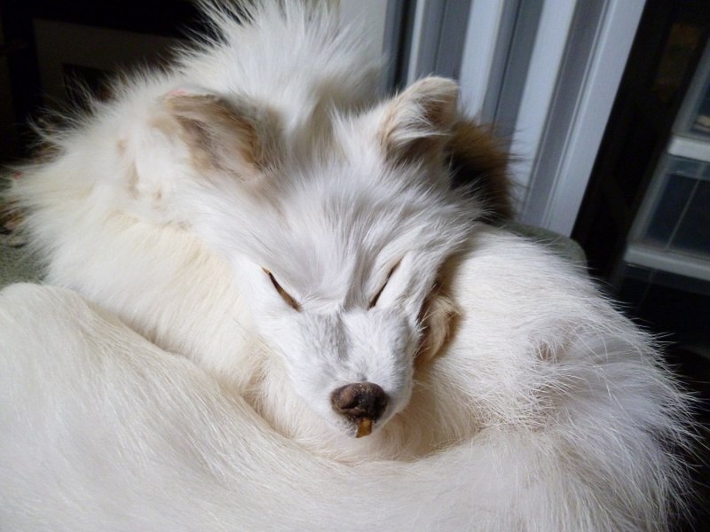 Fox альбинос