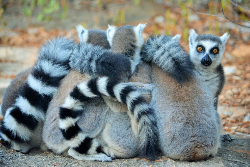 Кошачий лемур