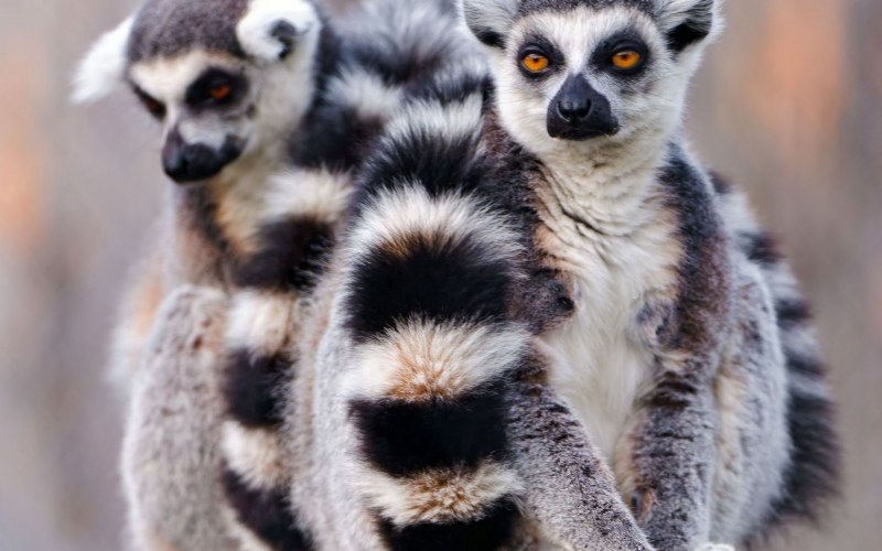 Кошачий лемур домашний