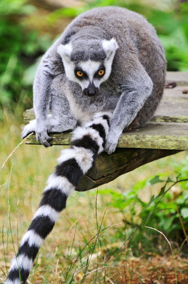 Кошачий лемур