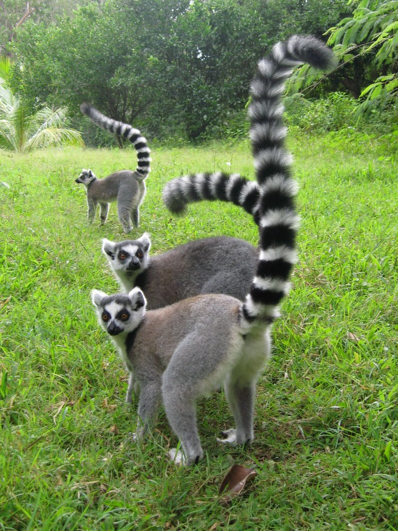 Кошачий лемур (Lemur catta)