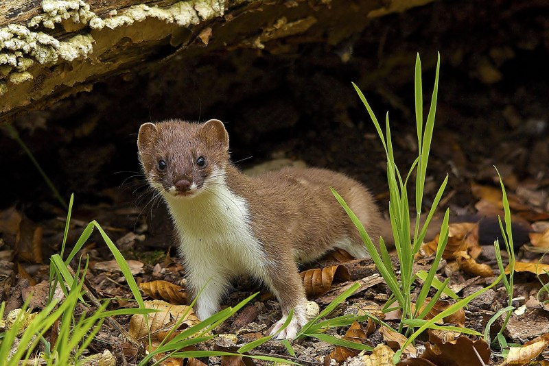 Европейская норка (Mustela lutreola)