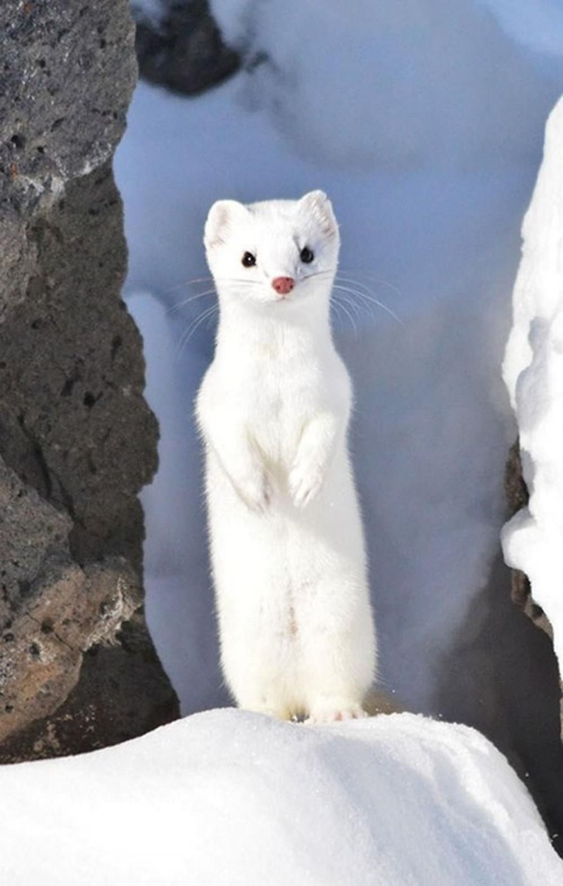Ласка Mustela nivalis Linnaeus, 1766