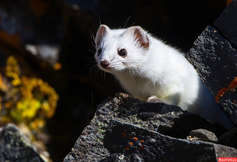 Горностай (Mustela erminea)
