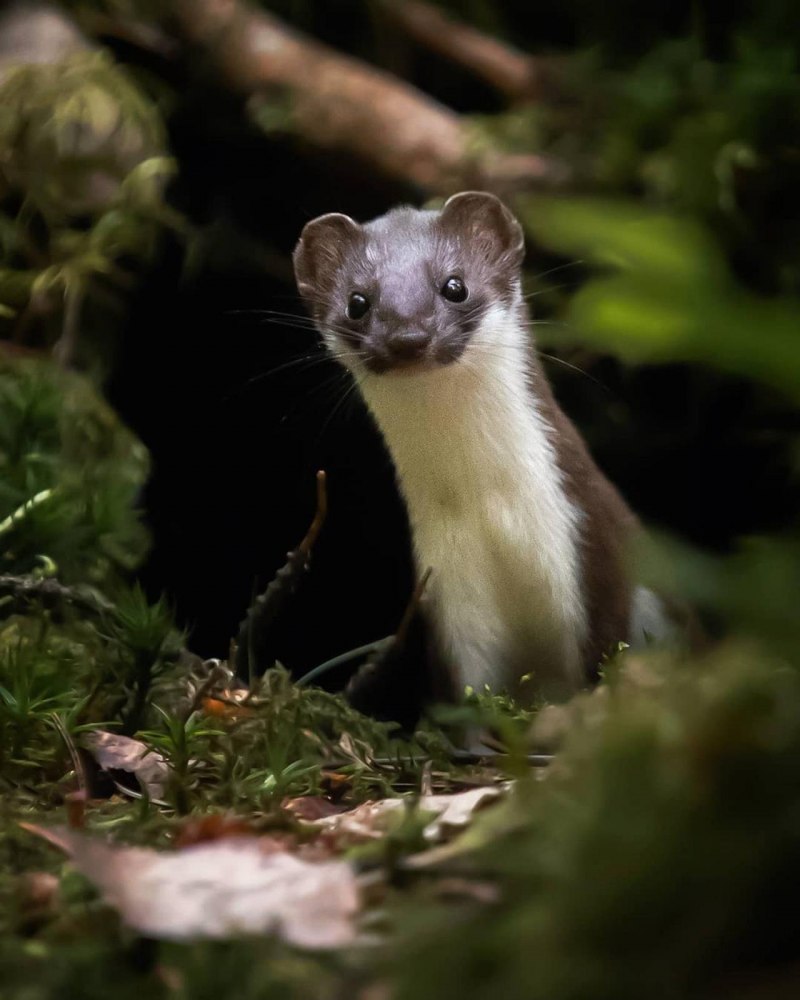 Ласка обыкновенная (Mustela nivalis)