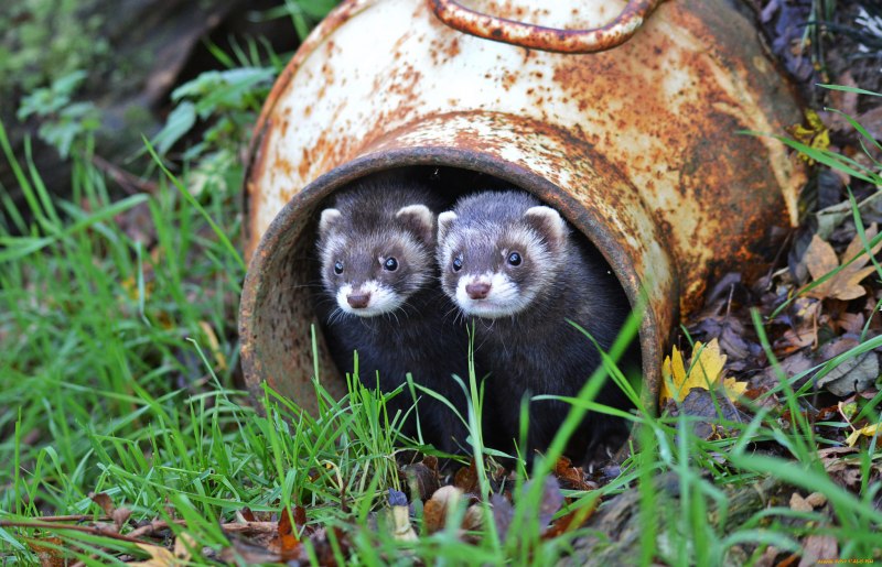 Горностай (Mustela erminea)