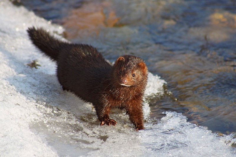 Ласка (Mustela nivalis)