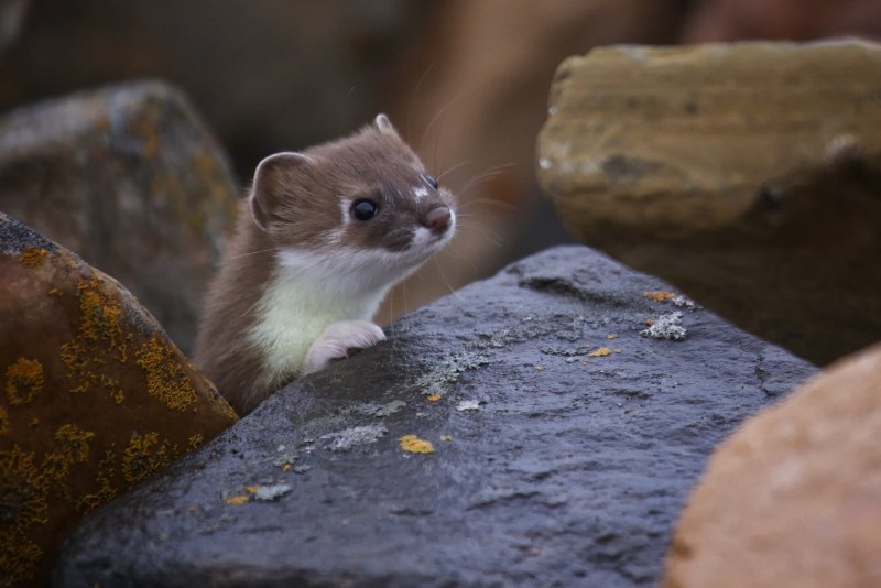 Американская норка (Mustela Vison)