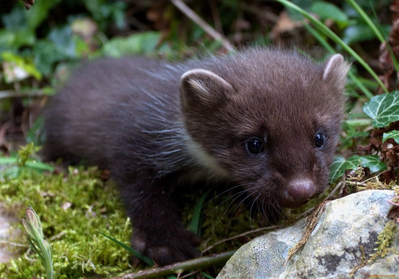 Горностай (Mustela erminea)