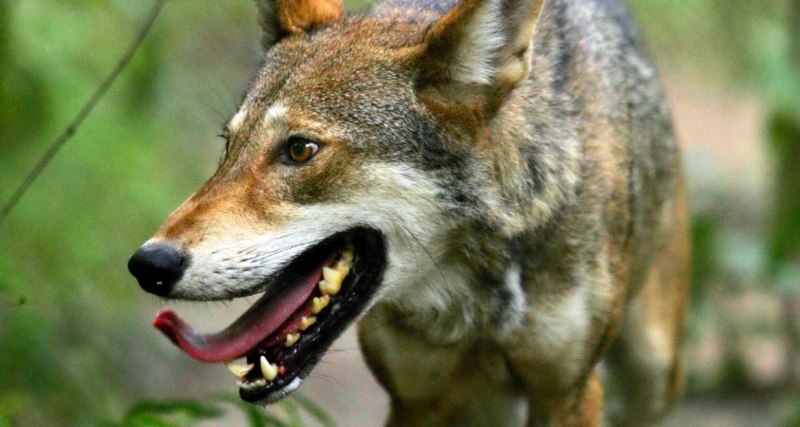 Луговой волк canis Latrans