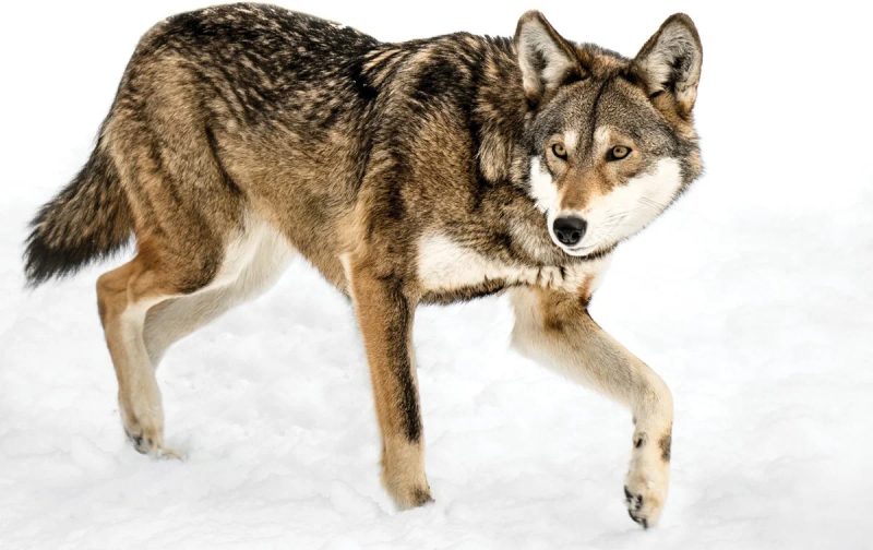 Волк canis Lupus зимой