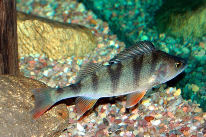 Perca fluviatilis Linnaeus, 1758-Речной окунь