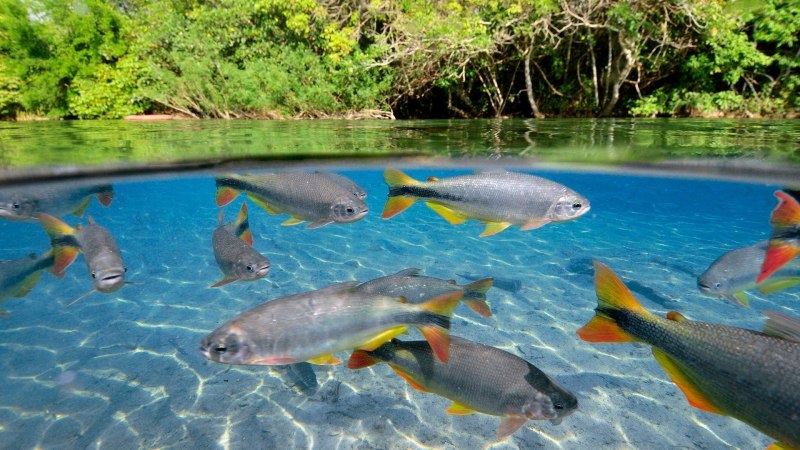 Salvelinus namaycush
