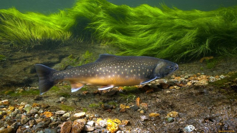 Щука-маскинонг - Esox masquinongy.