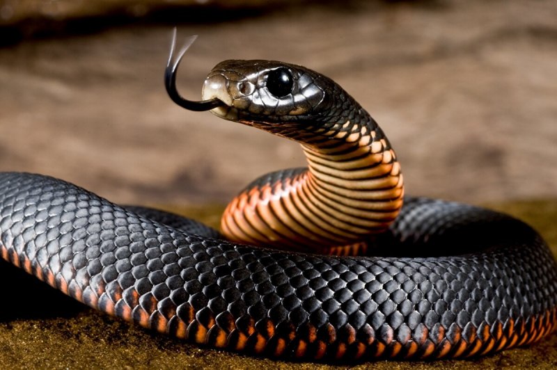 Chrysopelea Ornata