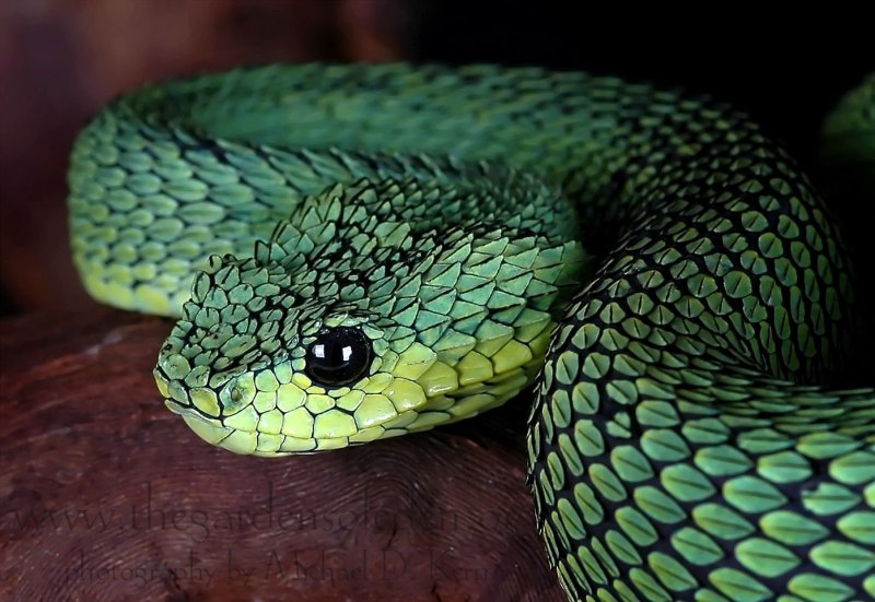 Травоядная змея (67 фото)