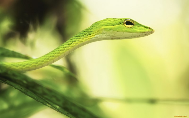 Trimeresurus Vogeli