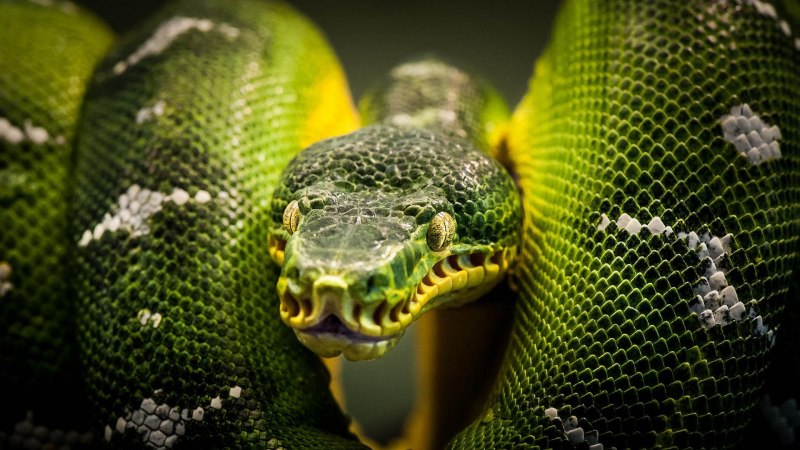 Кустарниковая гадюка (Atheris