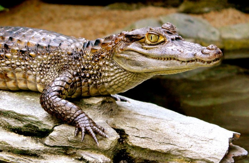 Крокодиловый Кайман (Caiman crocodilus)