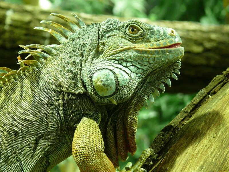 Игуана обыкновенная ( Iguana Iguana)