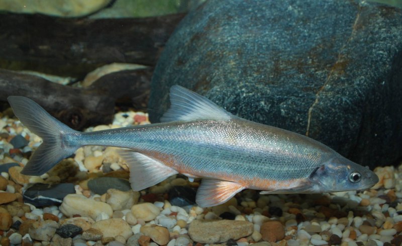 Рыба Chub