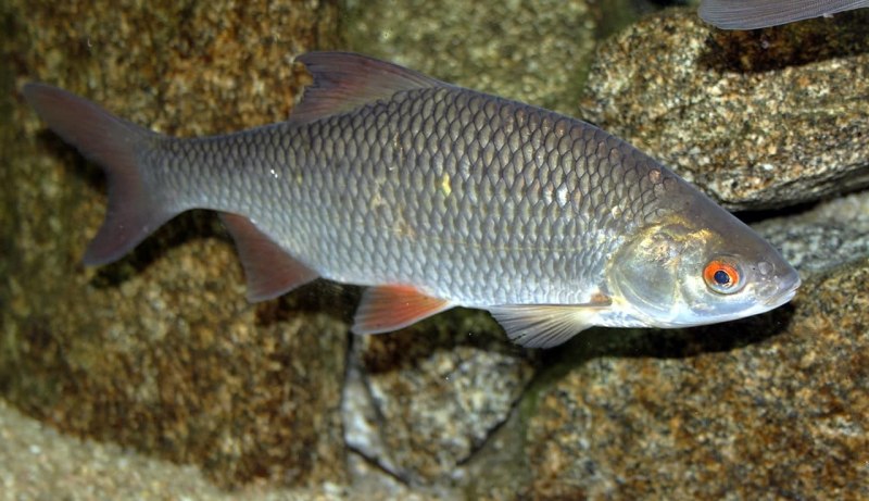 Zosterops poliogastrus