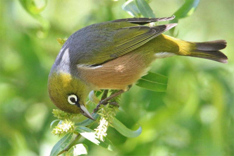 Лосось Salmo Salar