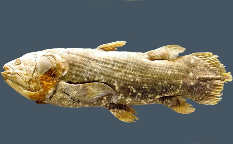 Латимерия (Latimeria chalumnae )