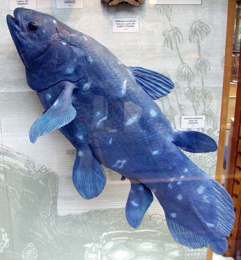 Латимерия (Latimeria chalumnae )