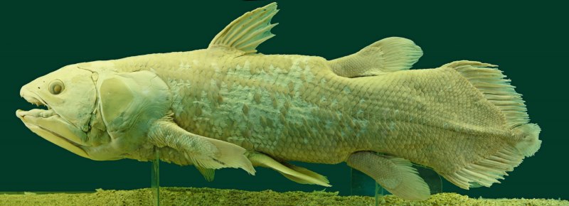Латимерия (Latimeria chalumnae )