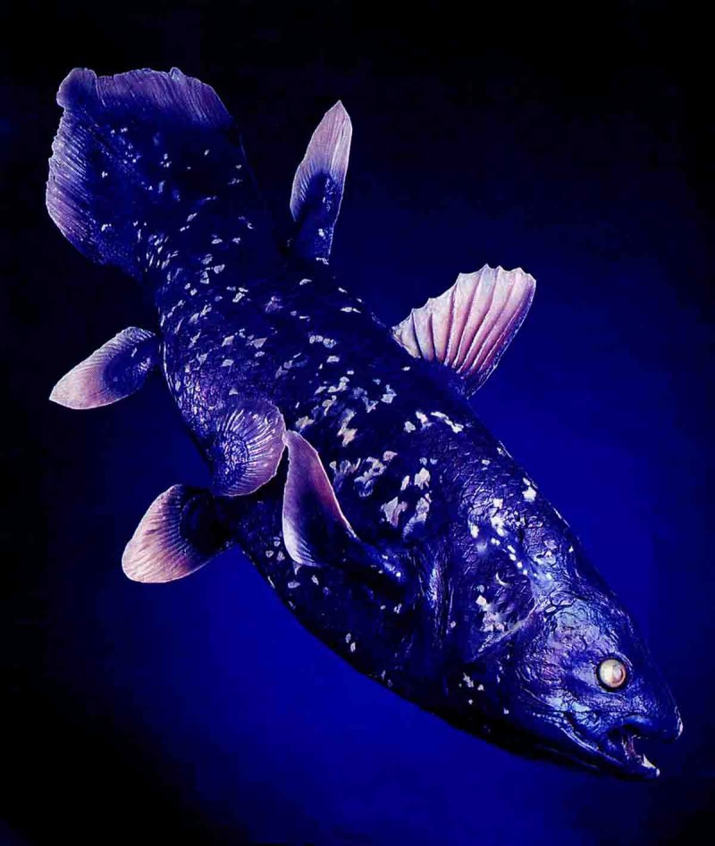 Латимерия (Latimeria chalumnae )