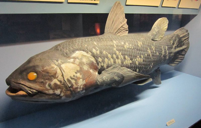 Latimeria menadoensis