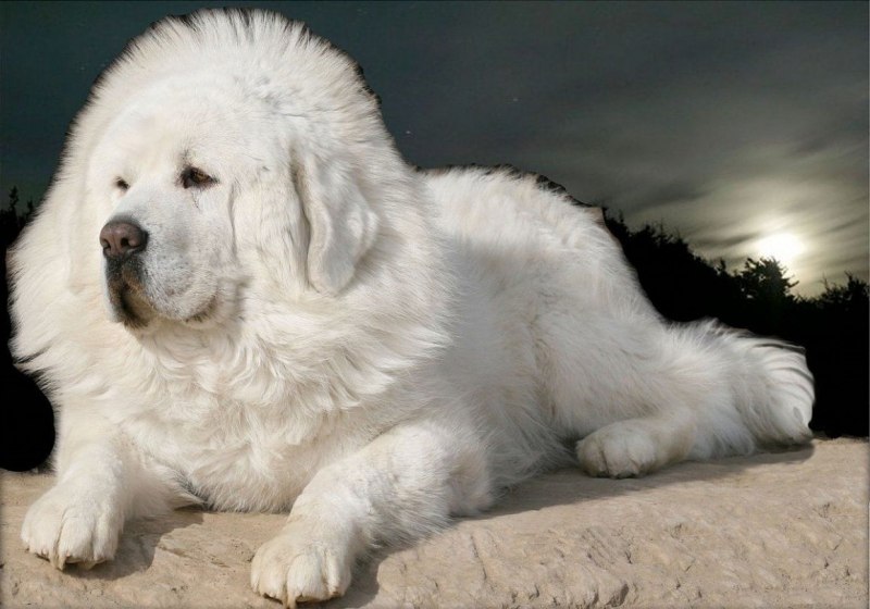 Лев обои