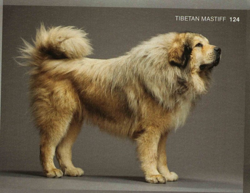 Тибетский мастиф
