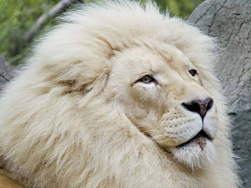 Тибетский белый лев (57 фото)