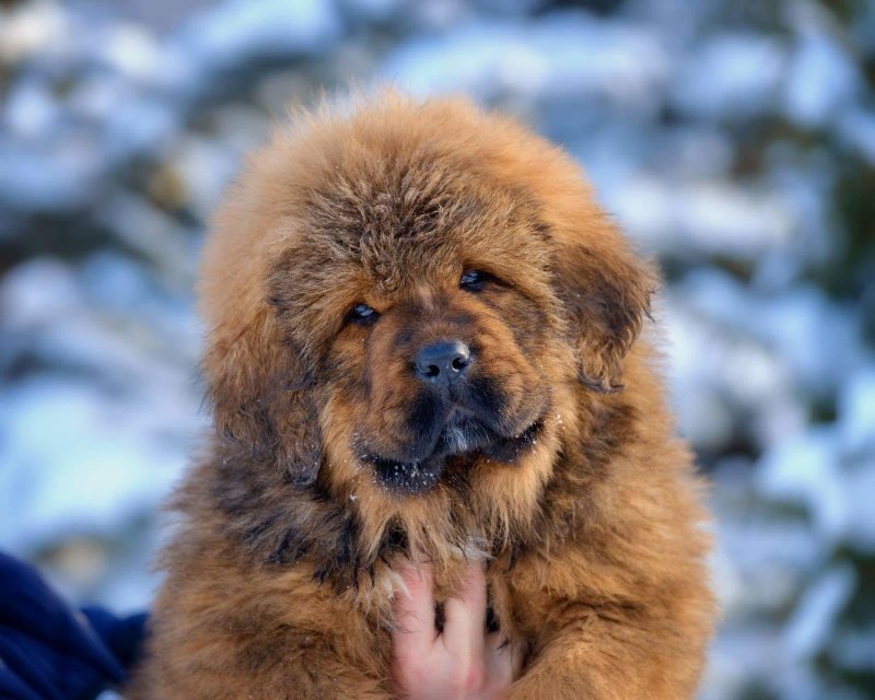 Лев лейкизм